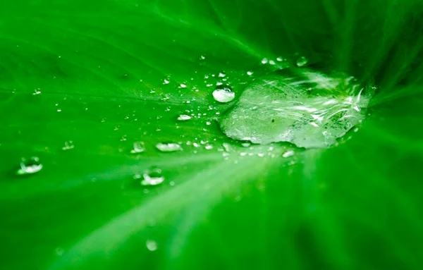 Feche Gotas Chuva Folhas Árvore Verde Gotas Chuva Água Folha — Fotografia de Stock