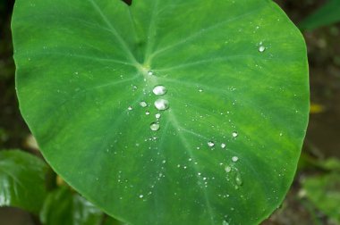 Taze Yeşil Taro Colocasia Fil Kulak Bitkileri ya da Yağmur Damlalı Arbi Yaprağı ya da Sabah Çiyi. Bu sulak arazi süs bitkisi bal peteği gibi deseni ve hidrofobik yüzeyi nedeniyle suyu tutabilir..