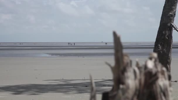 Μια Κιθάρα Στην Αμμώδη Άδεια Παραλία Κάτω Από Ένα Μοναχικό — Αρχείο Βίντεο