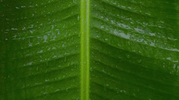 Rain Falling Green Banana Leaf Close Summer Monsoon Rain Drops — Stock Video