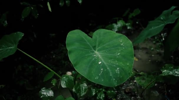 Regendruppels Water Valt Verse Groene Taro Colocasia Regen Olifant Oor — Stockvideo