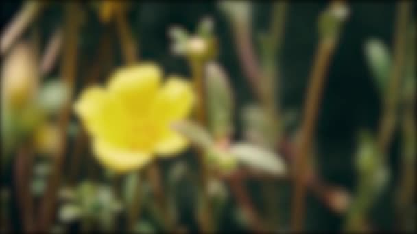 Arbusto Trompeta Amarilla Campanas Amarillas Flor Tropical Cerca Desenfoque Para — Vídeos de Stock