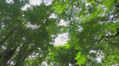 Gün batımında parkta yürürken tepedeki ağaç manzarası. Güneş, ağaç yapraklarını aydınlatıyor..