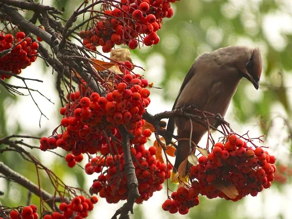 The Waxwing on branch of mountain ash with berries — Stock Photo, Image