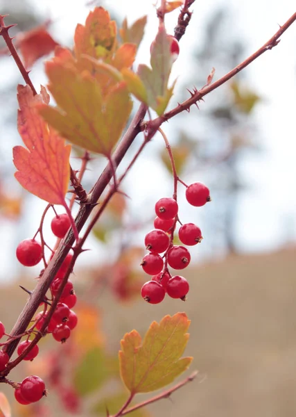 Herbstzweig mit Blättern und roten Johannisbeeren — Stockfoto