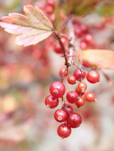 Herbstzweig mit Blättern und roten Johannisbeeren — Stockfoto