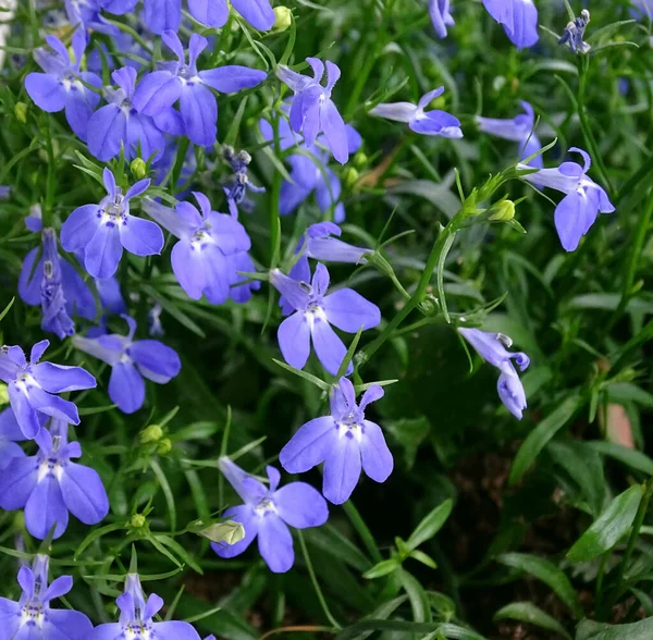 Flores de verano en el jardín. Pequeñas flores azules de lobelia. — Foto de Stock