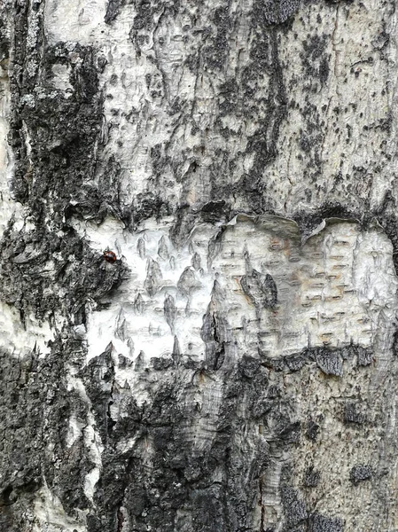 自然背景。白桦树树皮特写 — 图库照片