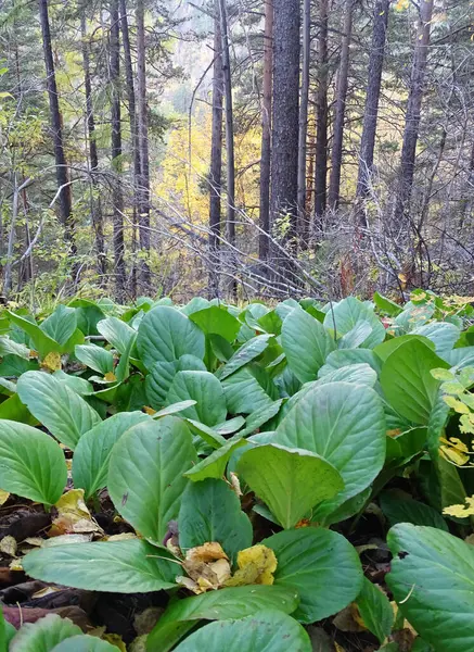 Grote bladeren in het struikgewas in het herfstbos — Stockfoto