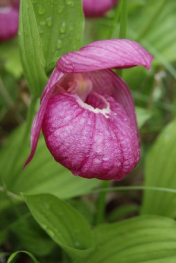 Vahşi Orkide çiçeği, yakın çekim
