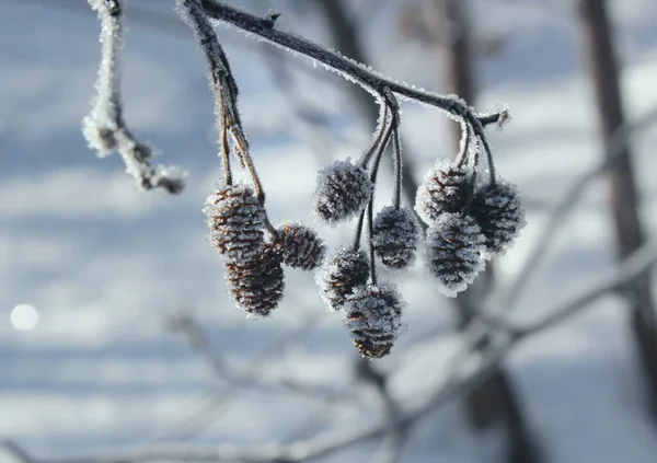 Padrões de gelo e geada em um galho em uma floresta de inverno — Fotografia de Stock