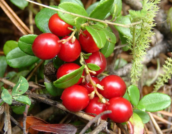 Sekelompok cranberry liar di lumut — Stok Foto