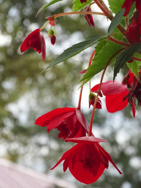 Närbild av röda blommor av korg begonia — Stockfoto