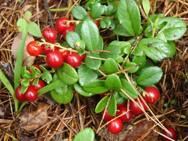 Ein Bund wilder Preiselbeeren im Moos — Stockfoto