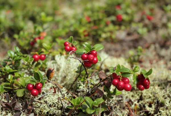 Ein Bund wilder Preiselbeeren im Moos — Stockfoto