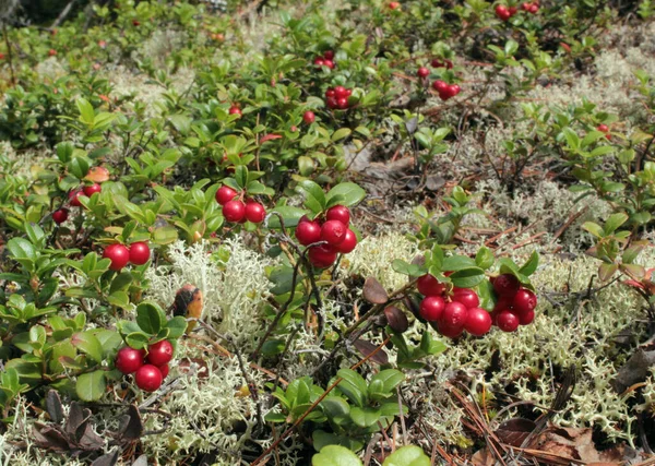 Ein Bund wilder Preiselbeeren im Moos — Stockfoto