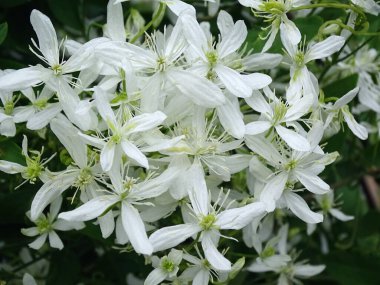 Clematis 'in beyaz çiçekleri kapanıyor.