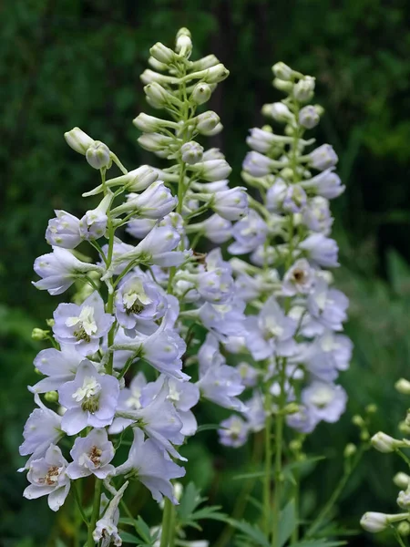 Långa delfinblomstÃ ¤llningar i trÃ ¤dgÃ ¥rden — Stockfoto