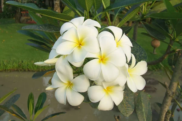 White plumeria flower in nature — Foto de Stock