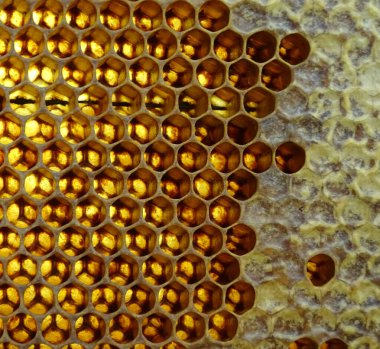 bal peteği arkaplanı boş ve kapalı hücreler