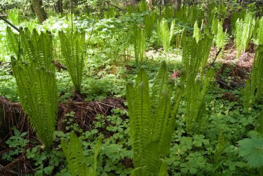 Yeşil Fern. Ormanda açık yeşil eğreltiotu filizleri
