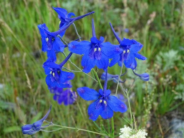 Flores de genciana azul en el prado — Foto de Stock