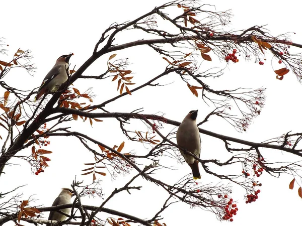 Autumn background with a birds on a branch with berries and a blank place for text — Stock Photo, Image