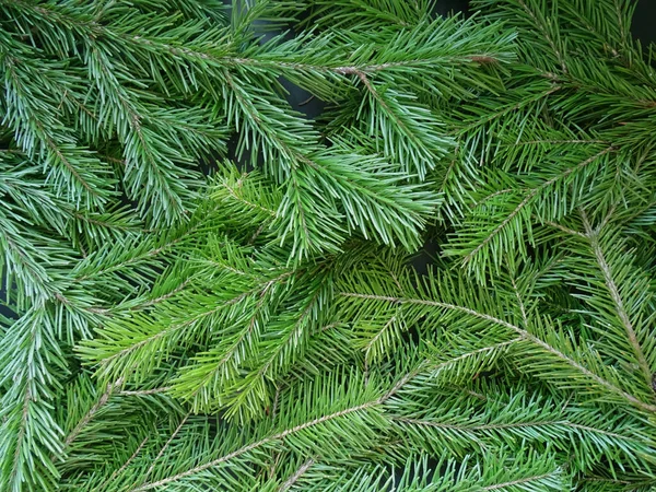 Solid bakgrund av grön gran gren — Stockfoto