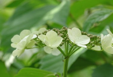 Bulanık yeşil arka planda parkta beyaz bahar çiçekleri