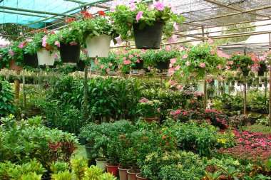 Petunya çiçekleri serada asılmış saksılarda