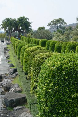 Yuvarlak taçlı süslü ağaçlar.