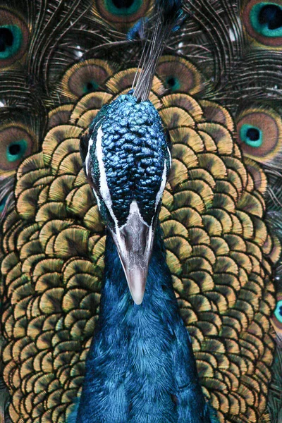 Gyönyörű páva portré, madarak fej közelkép — Stock Fotó
