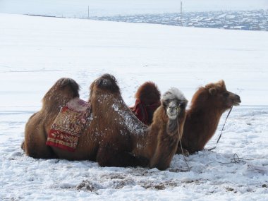 Moğol bozkırında Bactrian develeri, Terelj Ulusal Parkı, Moğolistan