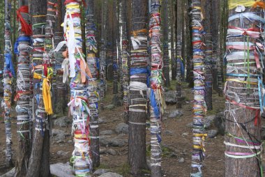 Ritual ribbons on tree in sacred forest in Siberia