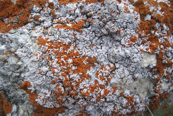 Grey and orange lichen on a stone close up — Stockfoto