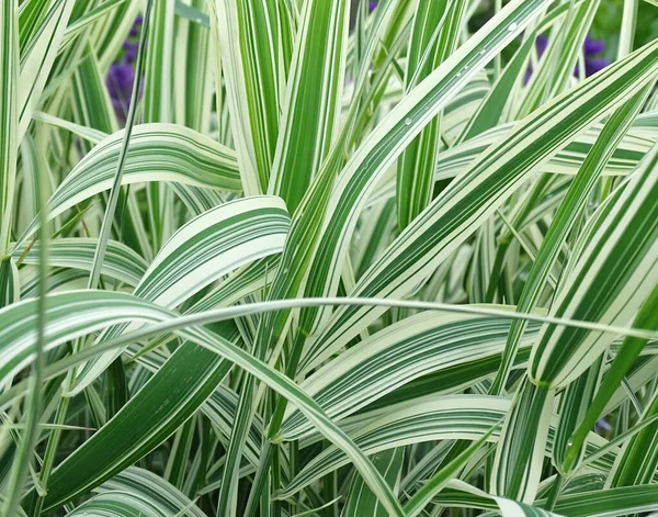 Phalaris arundinacea vagy kanári fű. Zöld és fehér levelű csíkos fű lombozata Jogdíjmentes Stock Képek