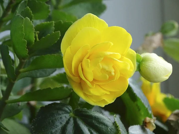 Kwitnący żółta begonia fotos de stock, imágenes de Kwitnący żółta begonia  sin royalties | Depositphotos