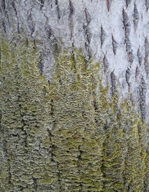 Ağaç kabuğu dokusu yosunlarla kaplıdır.