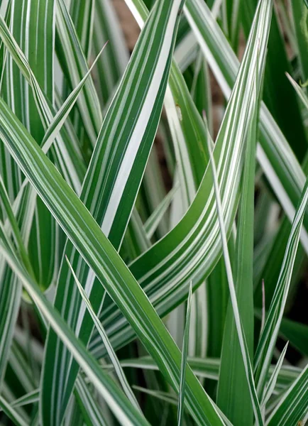 Phalaris arundinacea oder Kanariengras. Laub von gestreiftem Gras mit grünen und weißen Blättern — Stockfoto