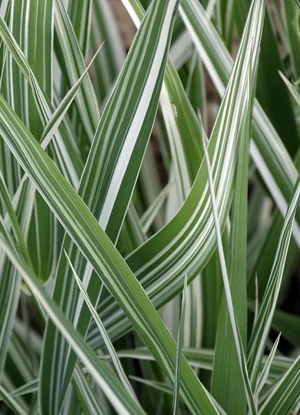 Phalaris arundinacea vagy kanári fű. Zöld és fehér levelű csíkos fű lombozata Jogdíjmentes Stock Fotók