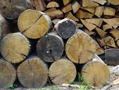 Eski çam kütükleri ve doğranmış yakacak odunlar.