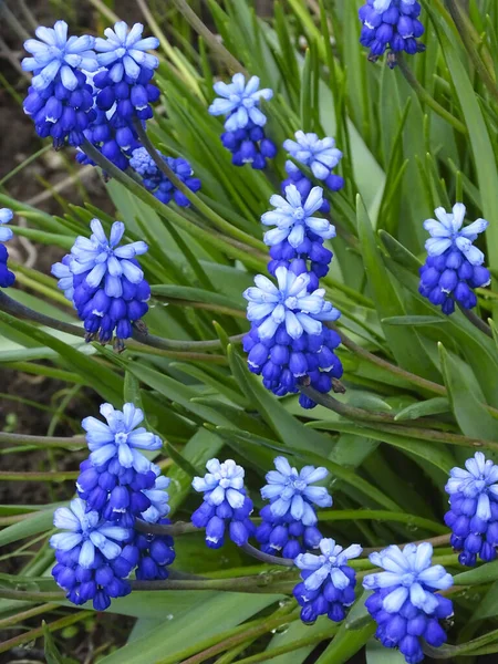 Muscari azul en el jardín, primeras flores de primavera de cerca — Foto de Stock