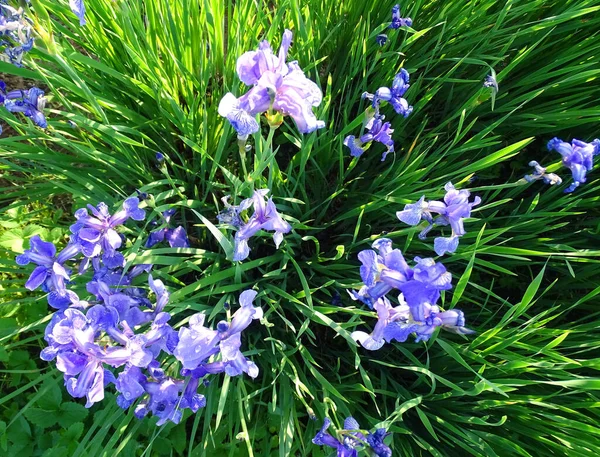 Flores de iris florecen en verano en un macizo de flores, vista superior — Foto de Stock