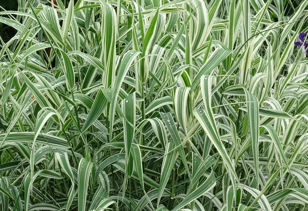 Phalaris arundinacea oder Kanariengras. Laub von gestreiftem Gras mit grünen und weißen Blättern — Stockfoto