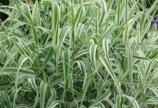 Phalaris arundinacea vagy kanári fű. Zöld és fehér levelű csíkos fű lombozata Jogdíjmentes Stock Képek