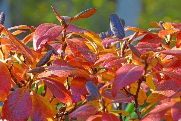 Leuchtend rote Blätter auf einem Strauchzweig im Wald — Stockfoto