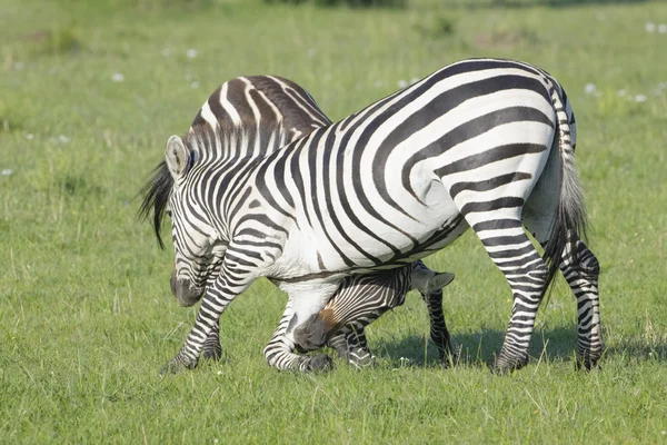 Zebrahengste kämpfen — Stockfoto