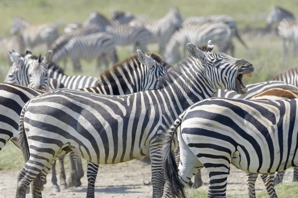 Kawanan zebra polos — Stok Foto