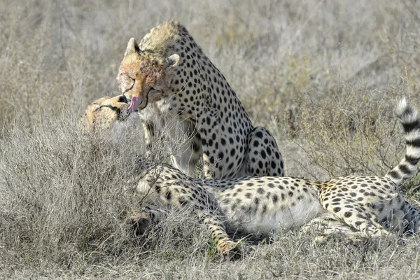 Gepard na savany lízání — Stock fotografie