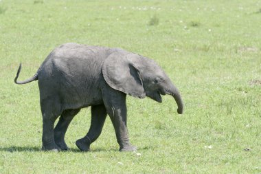 African Elephant  on savanna clipart